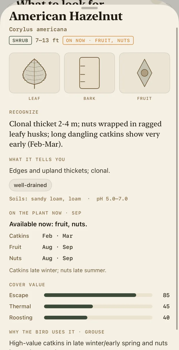 Plant guide: American Hazelnut, Corylus americana, shrub, 7 to 13 feet, on now: fruit, nuts. Recognise: clonal thicket 2 to 4 metres, nuts wrapped in ragged leafy husks, long dangling catkins show very early. What it tells you: edges and upland thickets, well-drained, sandy loam. On the plant now, September: fruit, nuts. Cover value: escape 85, thermal 45, roosting 40. Why the bird uses it: high-value catkins in late winter and early spring, nuts in good years, dense escape cover.